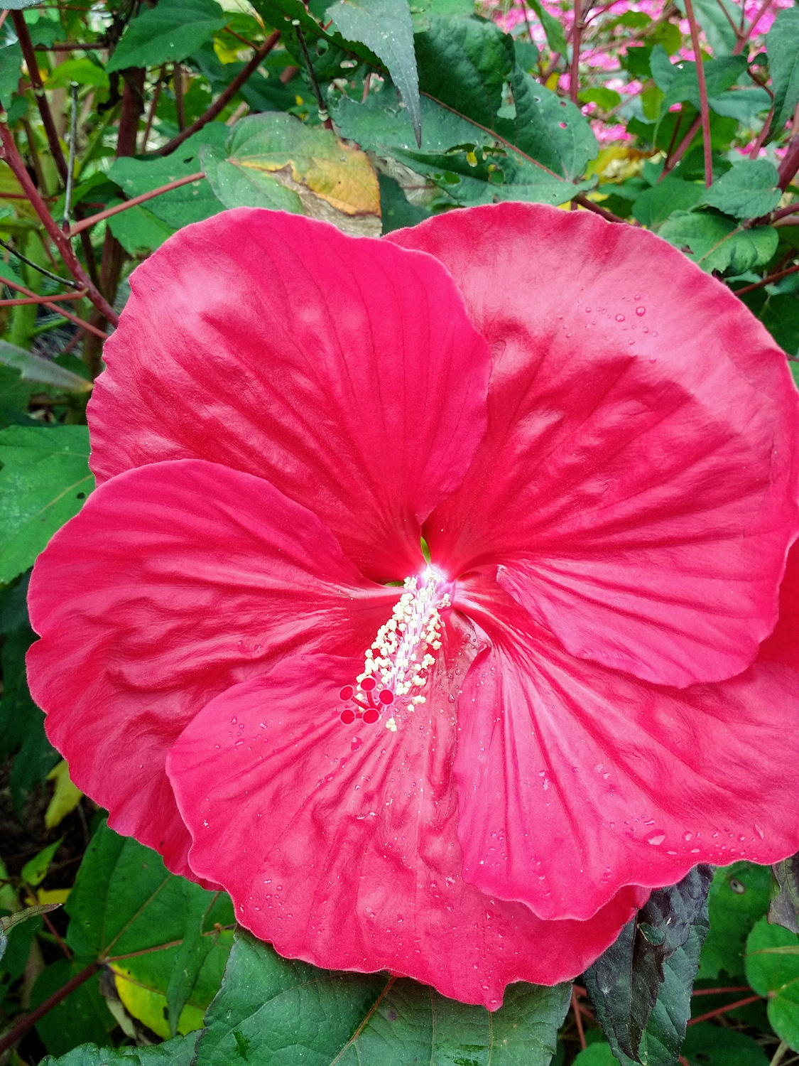 Hibiscus